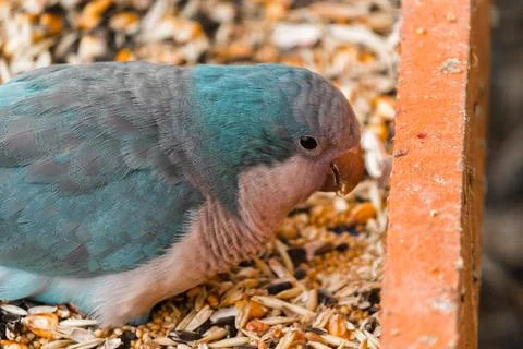 Monk blue parrot eats a pumpkin. Stock Photos