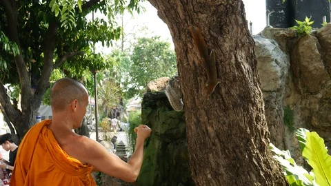 Monk feeding Squirrel on the tree Stock-Footage 107523663