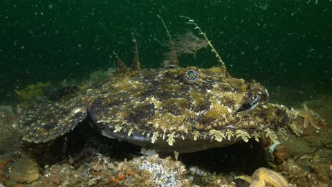 Monk fish camouflaged on the seabed Stock Footage 139335933