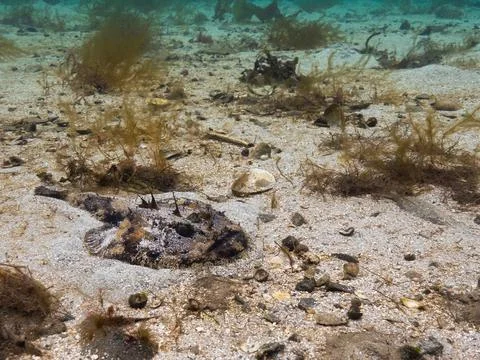 Monk fish Fotos Stock