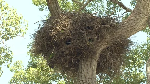 Monk Parakeet Bird Colony Nesting and Nest Building Colonial Group Species 库存影片 133516910