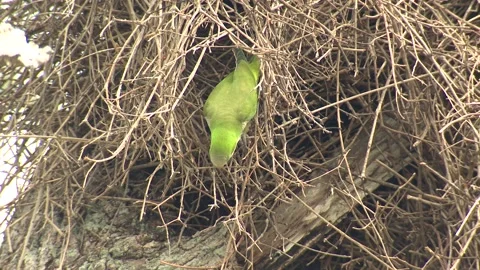 Monk Parakeet Bird Nesting Nest Building Chewing on Sticks Branches Twigs Video stock 133515932