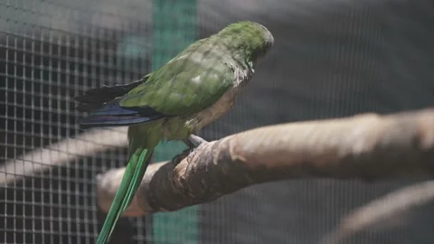 Monk parakeet on a branch in an aviary, bird protection, tourist attraction 스톡 동영상 144098341