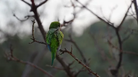 Monk Parakeet Cleaning Feathers on a Branch Stockbeeldmateriaal 277990711
