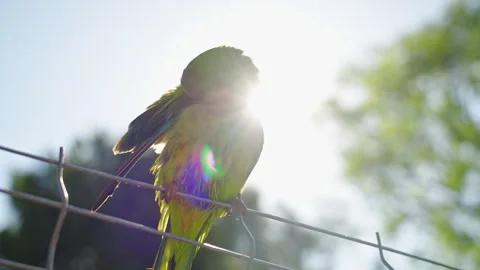 Monk parakeet cleaning feathers while perched on metal fence Видео 337103132