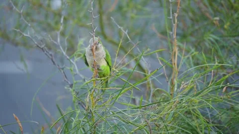 Monk Parakeet Climbing Thin Branch, Gran Canaria Vídeo Stock 344460823