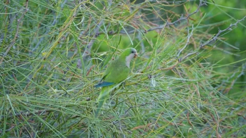 Monk Parakeet Close-Up Among Green Branches, Gran Canaria Vídeo Stock 344460138