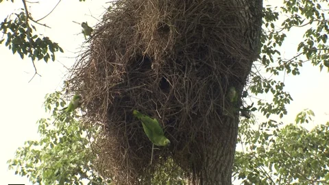 Monk Parakeet Colony Nesting Birds in Stick Nest in Pantanal in Brazil Video stock 133515629