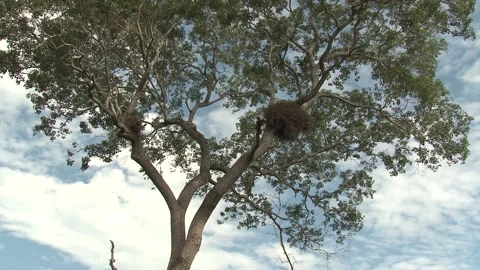 Monk Parakeet Colony Nesting Stick Nest in Tree Crotch Branch in Brazil Pantanal Video stock 133515904
