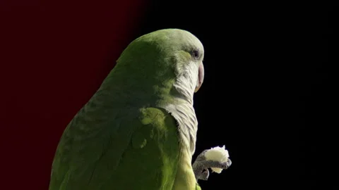 Monk parakeet eating bread, close up Stockbeeldmateriaal 296806782