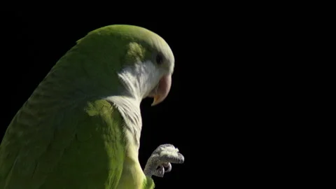 Monk parakeet eating bread Stock Footage 296806292