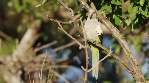 Monk Parakeet Eating Bread While Perched on Tree Branch in Argentina Видео 338419783