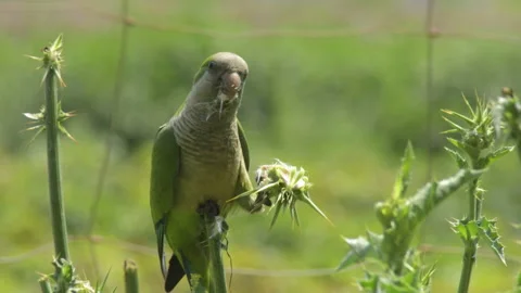 Monk parakeet eating 库存影片 191944050
