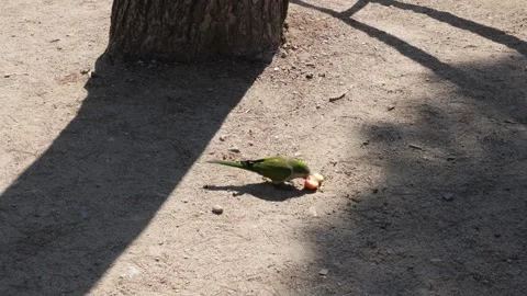 Monk Parakeet eating fruit on the ground 스톡 동영상 280011396