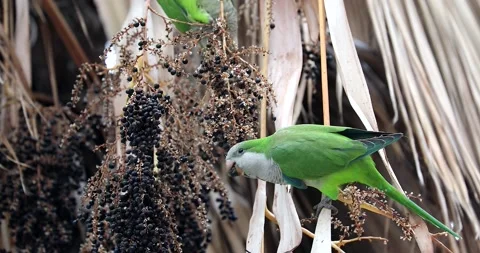 Monk Parakeet Eating Palm Tree Seeds Video stock 225926488