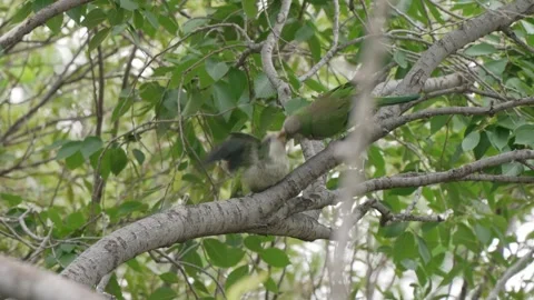 Monk Parakeet Feeding Chick on Tree Branch in Argentina Видео 337660759