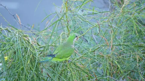 Monk Parakeet Feeding in Dense Green Foliage, Gran Canaria Vídeo Stock 344460848