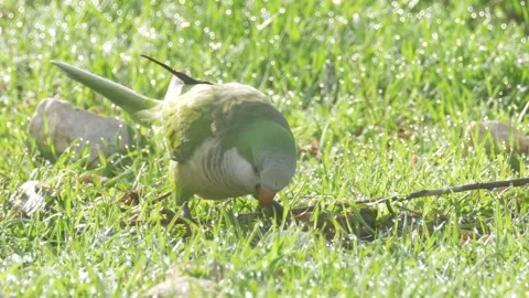 Monk parakeet feeding in the grass 库存影片 210998955