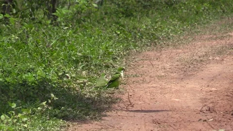 Monk Parakeet Flock Parakeets Foraging On Ground in South America Video stock 133989108