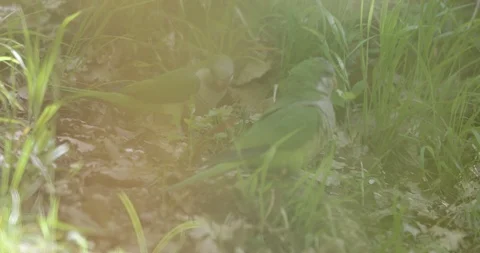 Monk parakeet Stock Footage 107068513