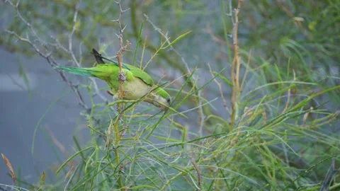 Monk Parakeet Foraging Upside Down on Branch, Gran Canaria Stock Footage 344460756