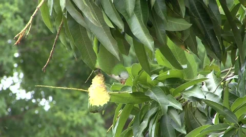 Monk Parakeet hang upside down eating on fruit 库存影片 53752367