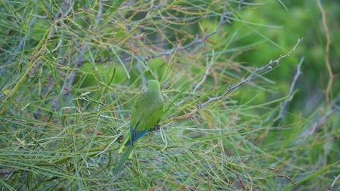 Monk Parakeet Hidden in Green Foliage, Gran Canaria Vídeo Stock 344459747