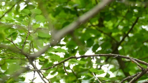 Monk parakeet holding single branch in beak taking off upwards 库存影片 143940023