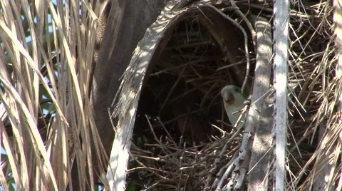 Monk Parakeet making nest high up in a tree hole Vídeos de archivo 53751922