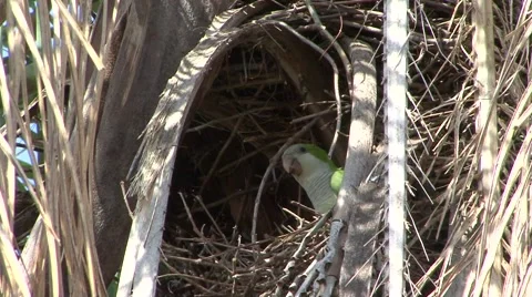 Monk Parakeet making nest high up in a tree hole and scratch head 库存影片 53752172