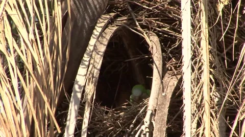 Monk Parakeet making nest high up in a tree hole 스톡 동영상 53752285