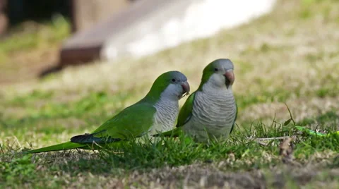 Monk parakeet (Myiopsitta monachus) Stock Video Pond5