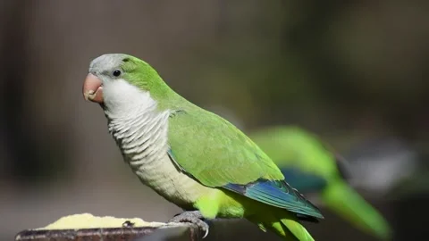 Monk parakeet (myiopsitta monachus), or quaker parrot, in the wild feeding Stock Footage 160133110