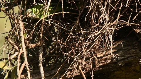 Monk Parakeet nest building Stock Footage 86206611