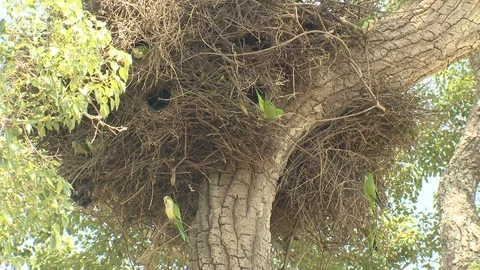 Monk Parakeet Nest Nesting Colony of Sticks in South America Video stock 98839653