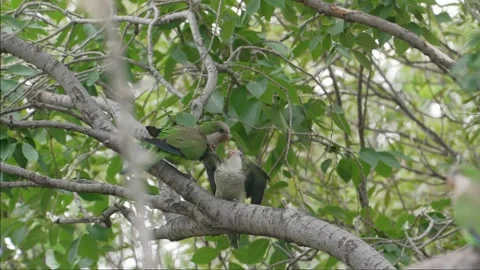 Monk Parakeet Pair Interacting on Tree Branch in Green Foliage Видео 340229946