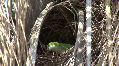 Monk Parakeet pair making nest high up in a tree hole 库存影片 53752195
