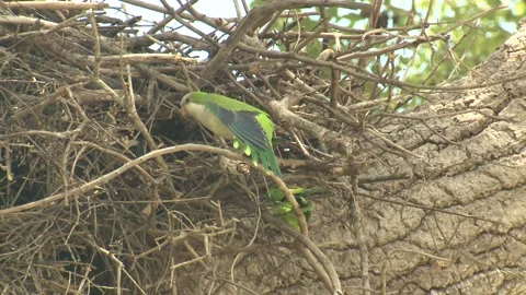 Monk Parakeet Parakeets Perched at Stick Nest in South America Brazil Stock Footage 133516875