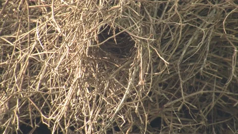 Monk Parakeet Parrot Bird Emerging Exiting Colony Stick Nest in South America Video stock 133515680