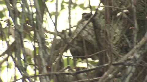 Monk Parakeet Parrot Bird Working Collecting Sticks Branches Nesting Material Video stock 133515847