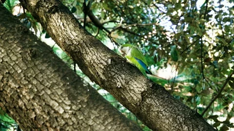 Monk parakeet. Parrot sitting on tree, eating bread in Barcelona park. Spain. 4K Stock Footage 119815622