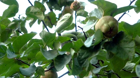 Monk parakeet. Parrot sitting on tree, eating apple in park. Spain. Slow mo. HD Stock Footage 120393375
