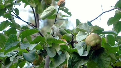 Monk parakeet. Parrot sitting on tree, eating apple in park. Spain. Slow mo. HD 库存影片 120797146