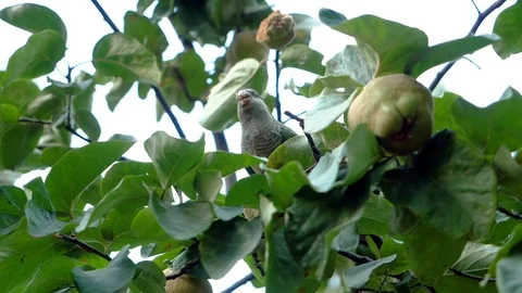 Monk parakeet. Parrot sitting on tree, eating apple in park. Spain. Slow mo. HD Stock Footage 124299615