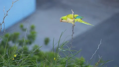 Monk Parakeet Perched Against Blue Sky, Gran Canaria Видео 344460304