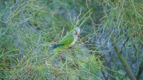 Monk Parakeet Perched Among Dry Twigs, Gran Canaria Vídeo Stock 344461385