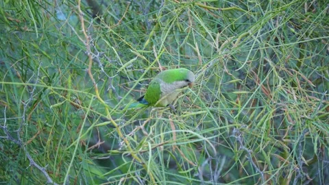 Monk Parakeet Perched and Foraging in Foliage, Gran Canaria Stock Footage 344461357