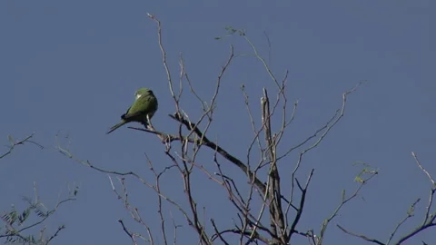 Monk Parakeet Perched on Bare Tree Branch Against Clear Blue Sky Video stock 265012033