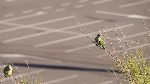Monk Parakeet Perched on Bare Twig Over Parking Lot, Gran Canaria Vídeo Stock 344459625