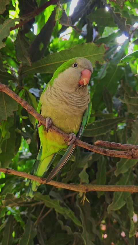 Monk parakeet perched on a leafed branch. vertical video Stockbeeldmateriaal 334337703